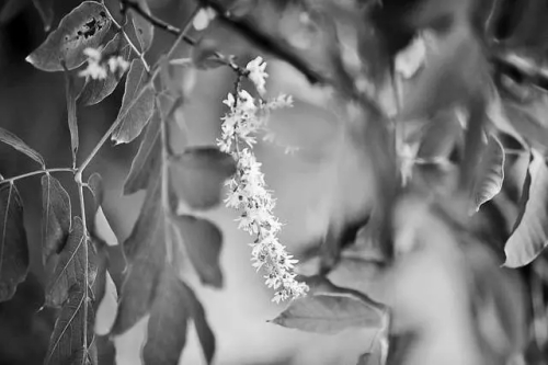 以栾为姓 情深义重凝正气